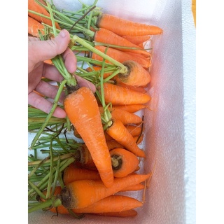 CÀ RỐT ĐÀ LẠT 1KG