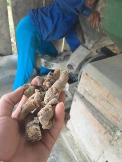 TAM THẤT BẮC ( loại 9-10 củ/1 lang)