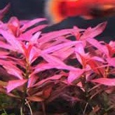 Cây Thủy Sinh Cất Cắm giá rẻ tự chọn - tổng hợp các loại cây thủy sinh không cần Co2 dễ sống- Mộc Nhân Farm