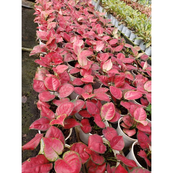 Cây Hồng Phát Lộc