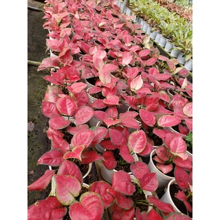 hồng phát lộc  (tặng kèm phân bón