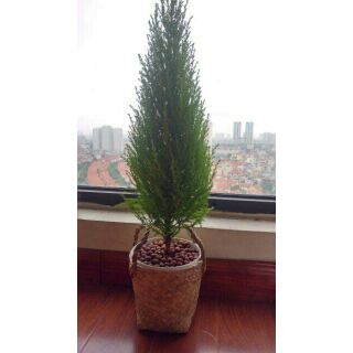 Chậu cói trồng cây/ đựng đồ