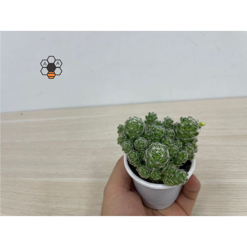 CÂY XƯƠNG RỒNG TRỨNG CHIM