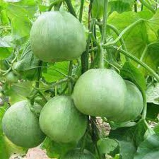 10h - HẠT GIỐNG DƯA LÊ SIÊU NGỌT