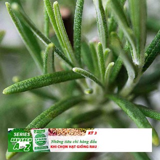 HẠT GIỐNG HƯƠNG THẢO - HẠT CÓ MÙI THƠM ĐẶC TRƯNG PHÂN BIỆT VỚI HÀNG GIẢ GÓI 20 HẠT