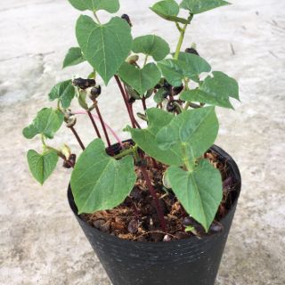 Hạt giống Cà Tím Siêu Trái RADO cao cấp dành cho gia đình, năng suất cao, dễ chăm sóc