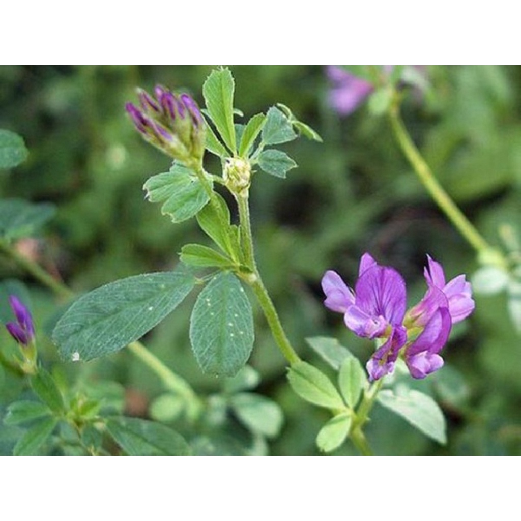 Hạt giống cỏ đậu chăn nuôi Alfalfa  - Gói 50gram
