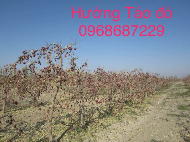 Táo đỏ Tân Cương | BigBuy360 - bigbuy360.vn