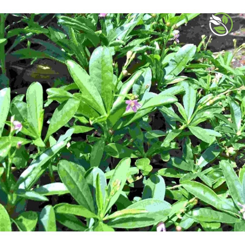 Hạt Giống Rau Sam Phú Nông - Gói 2g - Purslane