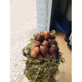 Đùi gà nhân tạo