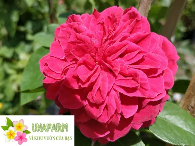 [Cây giống hoa] Hồng LEO red eden  - giống hồng ngoại siêng hoa, mùi hoa cực thơm size chậu C9 - shop BÉ MẦM 06 HCM