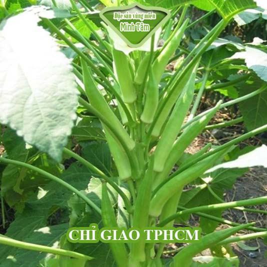 Đậu bắp tươi ngon loại 1