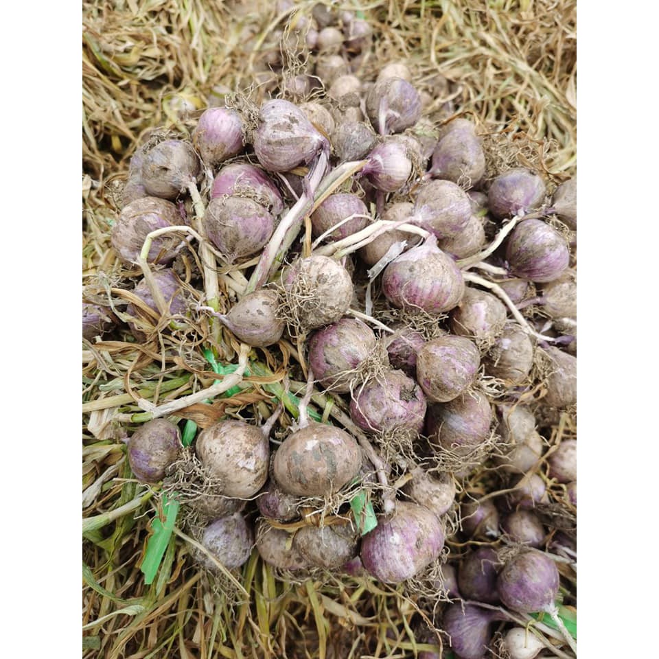 Tỏi đen Hoshi loại 2 đóng túi zip 500g - Đẹp, ngon, dẻo, tốt cho sức khỏe