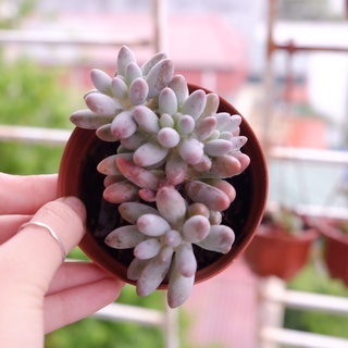 (PACHYPHYTUM MACHUCAE) SEN ĐÁ BABY FINGER XINH XẮN