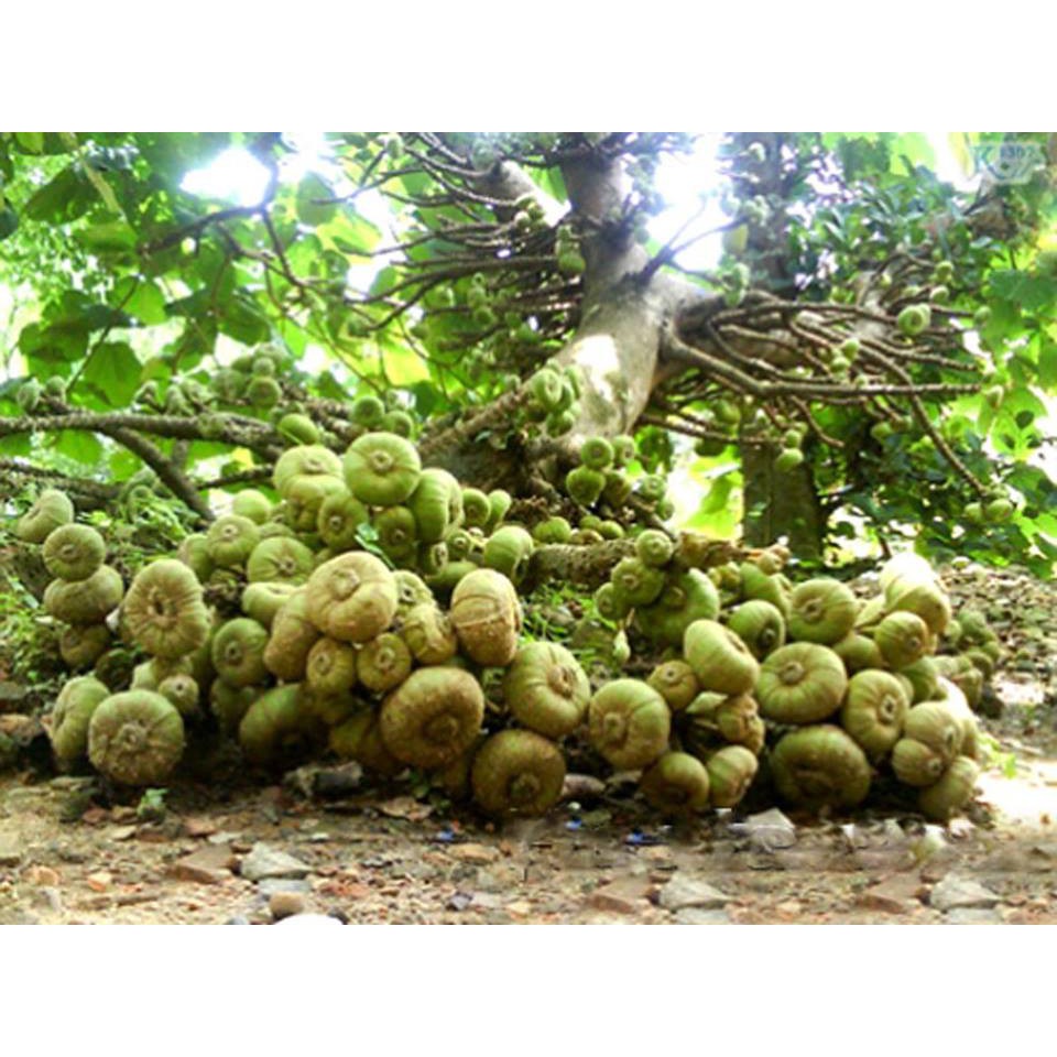 CÂY VẢ GIỐNG