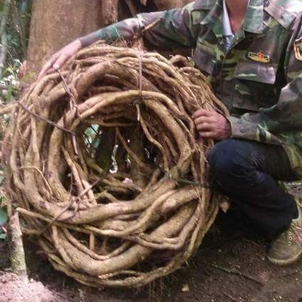 500G XÁO TAM PHÂN MỘC SƠN (HÀNG RỪNG)