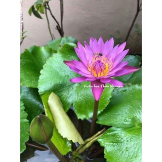 Hoa Súng Thái Lan màu Hồng( Không đặt được đơn vui lòng liên hệ shop em ạ)