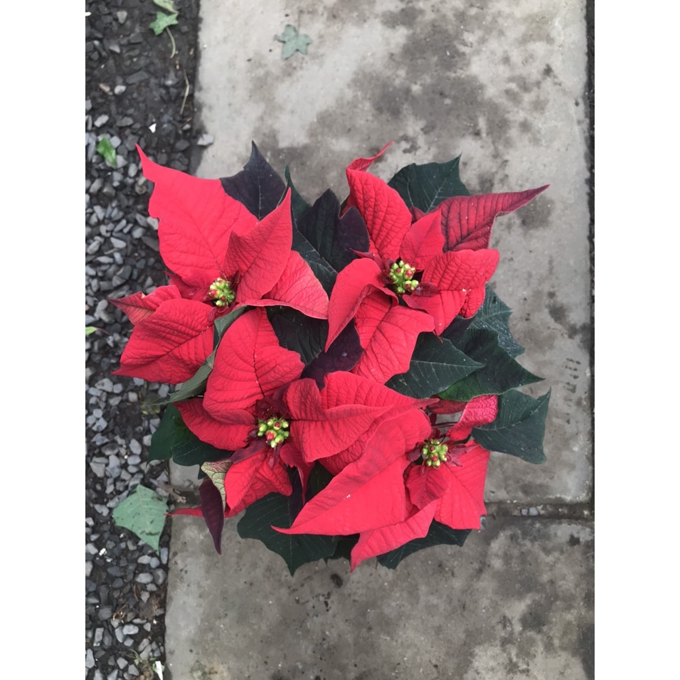 Cây Trạng Nguyên (Euphorbia pulcherrima)