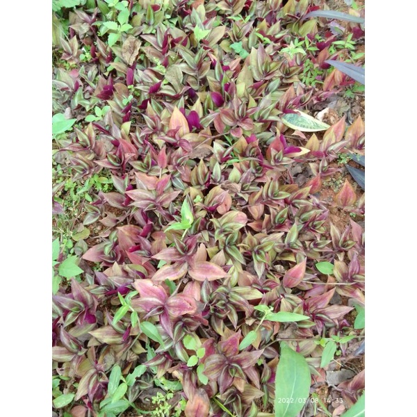 Cây giống cây thài lài tím 1 cây