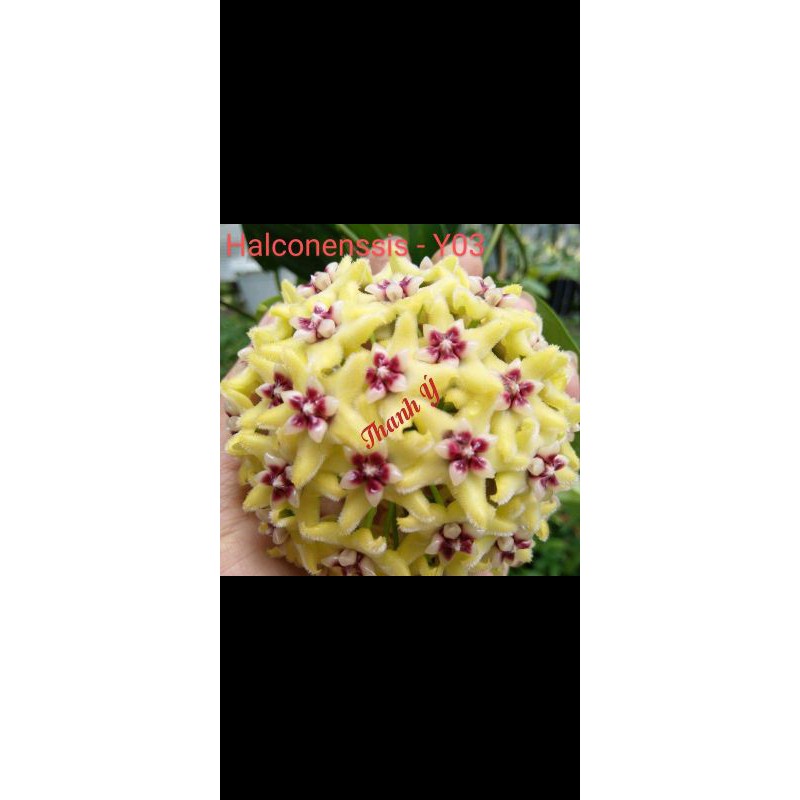 Lan cẩm cù - số 03