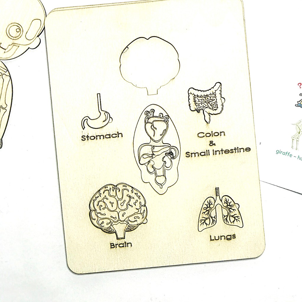 Đồ Chơi Tranh Ghép Cơ Thể Người 3D Bằng Gỗ