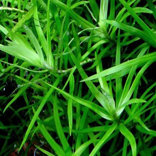 Cây Thủy Sinh Tiểu Trúc Diệp
