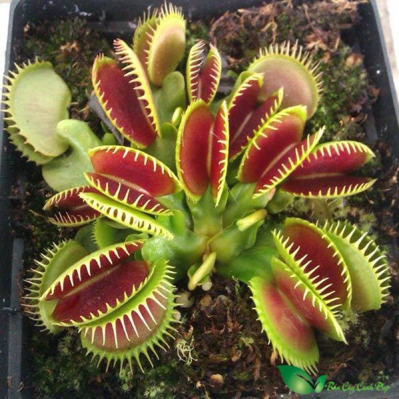 [FREESHIP] CÂY BẪY KẸP VENUS FLYTRAP, cây bắt mồi, cây bắt côn trùng, nắp ấm