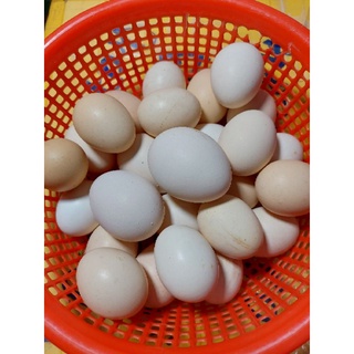 TRỨNG GÀ TA SIÊU SẠCH, GÀ TA NHÀ NUÔI ĐẢM BẢO CHẤT LƯỢNG