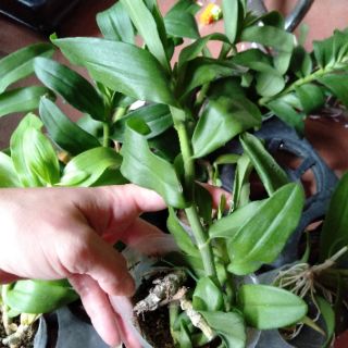 Hoa phong lan phi điệp 5 cánh trắng