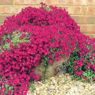 Hạt Giống Hoa Leo Đá Lâu Năm Chịu Hạn - Aubrieta (Aubrieta)