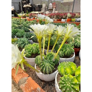Xương rồng echino hoa trắng bụi to