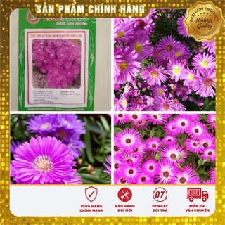 Hạt Giống Hoa Cúc Thạch Thảo( 50-100 hạt)