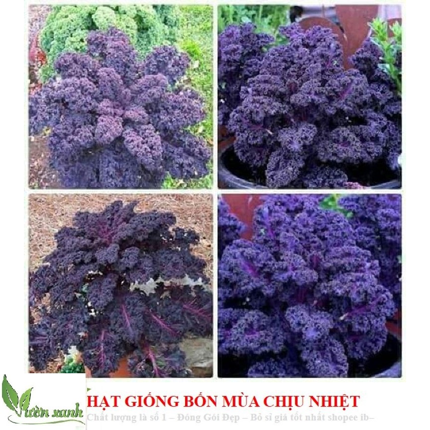 Hạt giống cải kale đỏ, cải xoăn đỏ gói 100 hạt (SIÊU HOT)