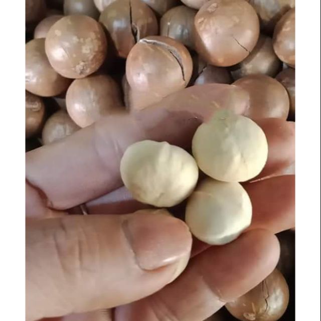 Com bo Măc ca sỉ 10 kg