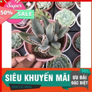 Sen đá nhung viền đen