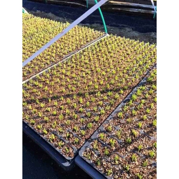 sét 5 khay ươm hạt 32 lỗ sâu ( miệng 6,5cm sâu 11cm)- Hàng dày loại 1