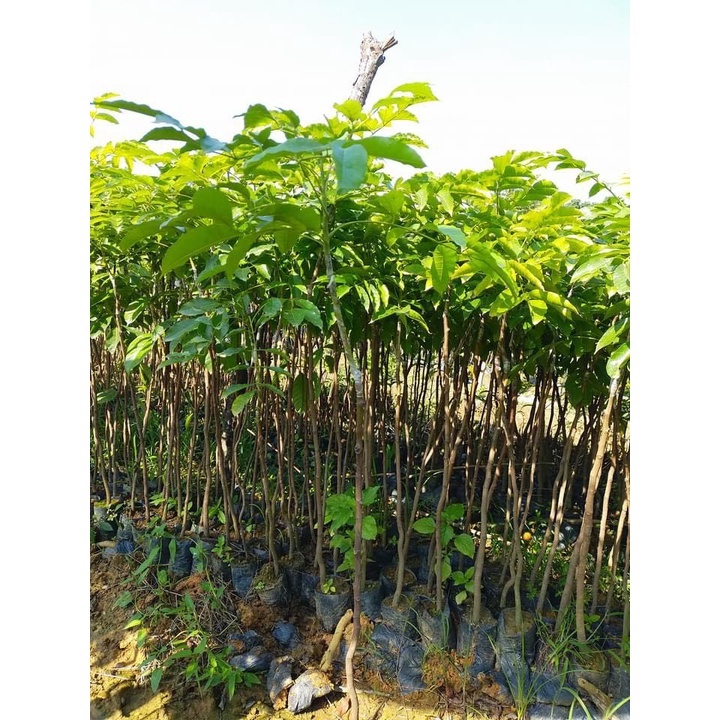 Cây trám đen lùn ghép - THẾ GIỚI HOA CÂY CẢNH - cao 70 cm cho trái siêu sớm sau 1 năm ..