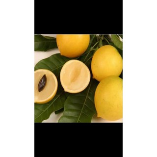 Cây giống Vú sữa hoàng kim