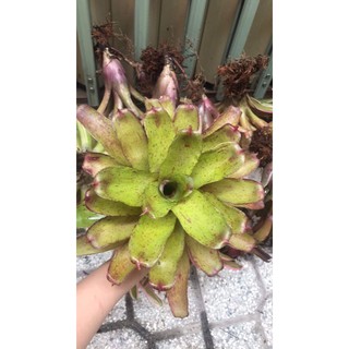 Dứa màu nam mỹ xanh trung