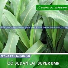 Hạt giống cỏ Sudan Super BMR - Cỏ Ngô (gói 200g)