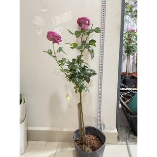 cây hoa Hồng Lafon thân tree