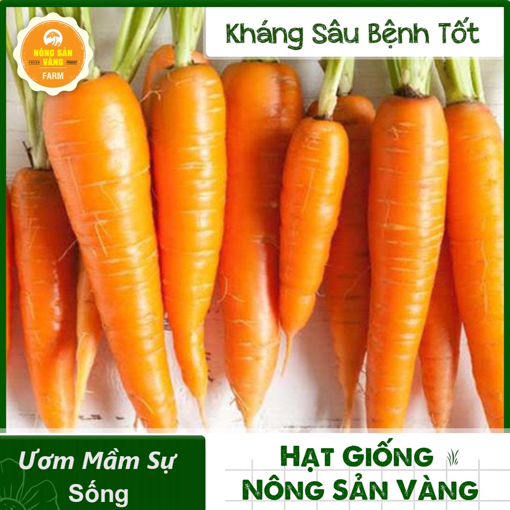 Hạt giống Cà Rốt Thường F1 ( Gói 3 Gram ) - Nông Sản Vàng