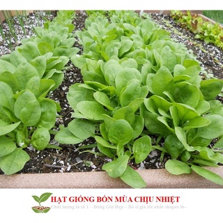 Gói 100 hạt giống cải bó xôi 10g hạt giống cải bó xôi - chịu nhiệt, dễ trồng rau chân vịt
