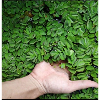 Bèo tai chuột 🐭 2k/2cây