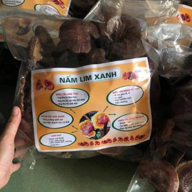 Nấm Lim Xanh rừng chuẩn