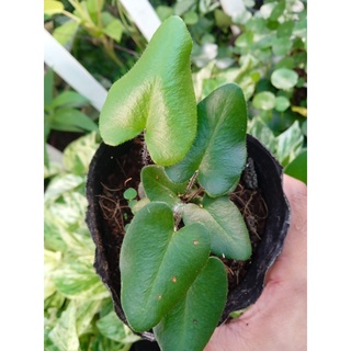 Cây dương xỉ lá tim