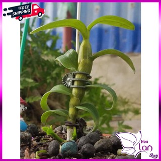 Phi Điệp 🍀FREESHIP🍀 5ct Phú Thọ - 5CT HO - Bảo Duy - Bạch Tuyết [ Kie Năm 2 ]