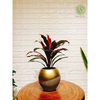 Chậu Xi Măng sơn Phom Tròn (chậu banh)