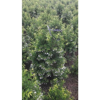 Mai chiếu thủy siêu hoa cao 60cm
