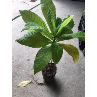 [Xả - Cắt Lỗ ] Cây Ngọc Kì Lân - Cây Xala